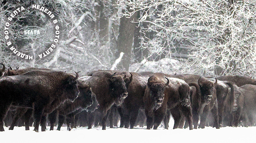 ЛЕПШЫЯ ФОТА ТЫДНЯ ПА ВЕРСІІ БЕЛТА  