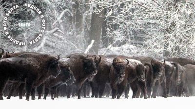 ЛЕПШЫЯ ФОТА ТЫДНЯ ПА ВЕРСІІ БЕЛТА  