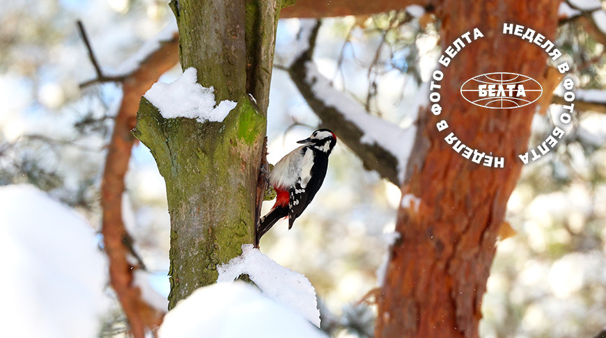 ЛЕПШЫЯ ФОТА ТЫДНЯ ПА ВЕРСІІ БЕЛТА  
