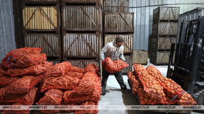 Як у Гродзенскай вобласці захоўваюць і рэалізуюць плодаагароднінную прадукцыю