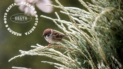 ЛЕПШЫЯ ФОТА ТЫДНЯ ПА ВЕРСІІ БЕЛТА  