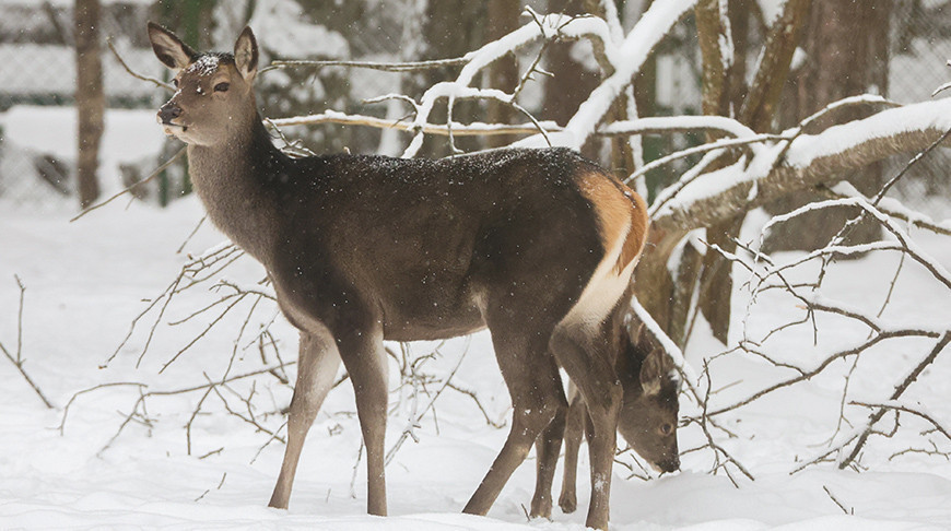 Зімовы дзень у Бярэзінскім біясферным запаведніку