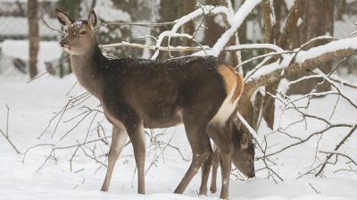 Зімовы дзень у Бярэзінскім біясферным запаведніку