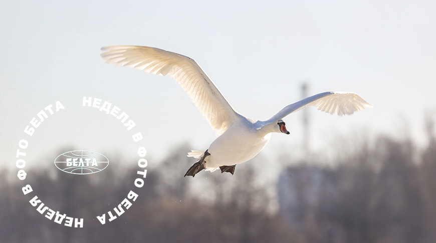 ЛЕПШЫЯ ФОТА ТЫДНЯ ПА ВЕРСІІ БЕЛТА 