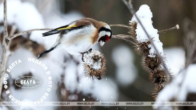 ЛЕПШЫЯ ФОТА ТЫДНЯ ПА ВЕРСІІ БЕЛТА
