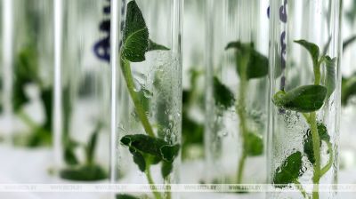 Новыя сарты бульбы вырошчваюць у Віцебскім занальным інстытуце сельскай гаспадаркі