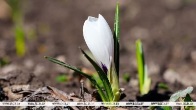 У Мінску распусціліся першыя крокусы  