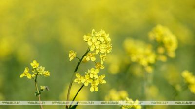 Рапс зацвіў на поўдні Брэсцкай вобласці