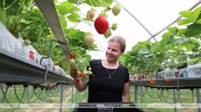 У Беларусі сезон збору ўраджаю клубніц  