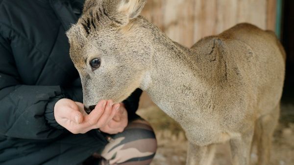 Зімовы клопат: як дзікім жывёлам дапамагаюць выжыць у маразы
