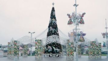 Ёлкі да свят: меркаванні жыхароў, модныя трэнды і шлях ад лясгаса да дома